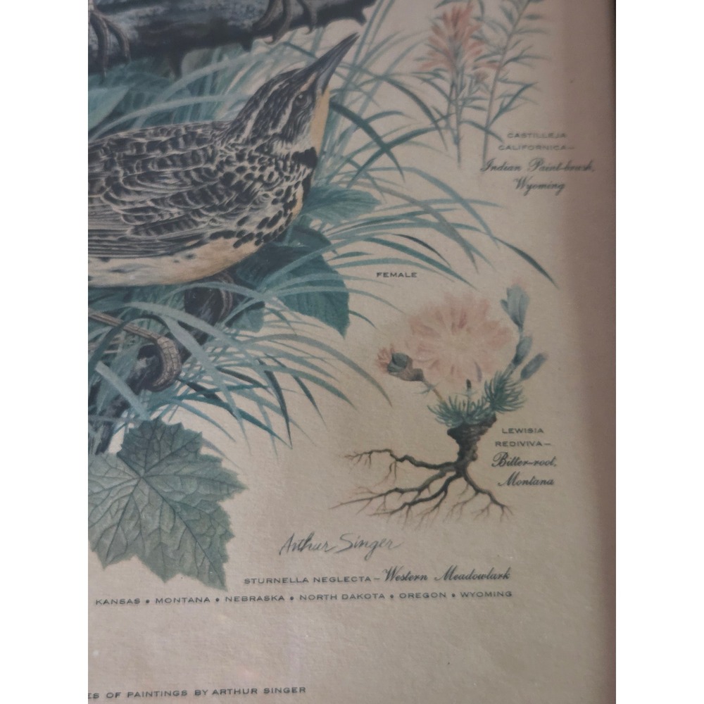 Arthur Singer Western Meadowlark State Birds Flowers Framed Lithograph Print 7 - Picture 2 of 5